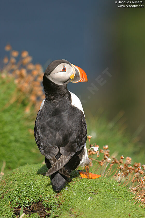 Atlantic Puffinadult breeding