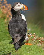 Atlantic Puffin