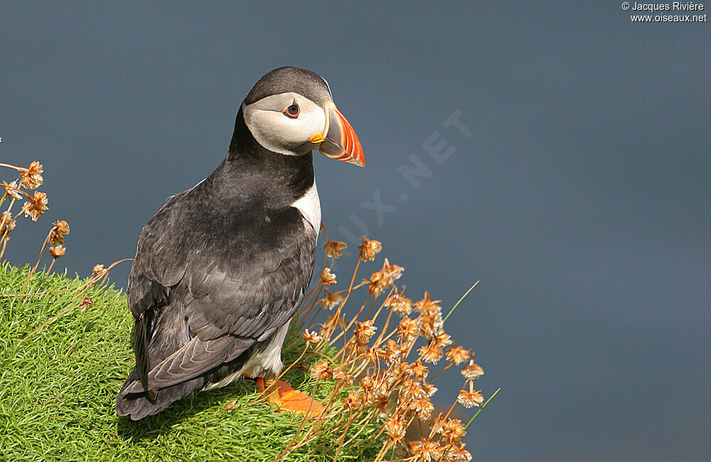 Atlantic Puffinadult breeding