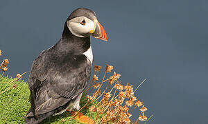 Atlantic Puffin