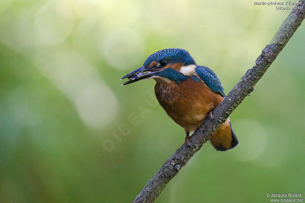 Martin-pêcheur d'Europe mâle immature, identification, pêche/chasse