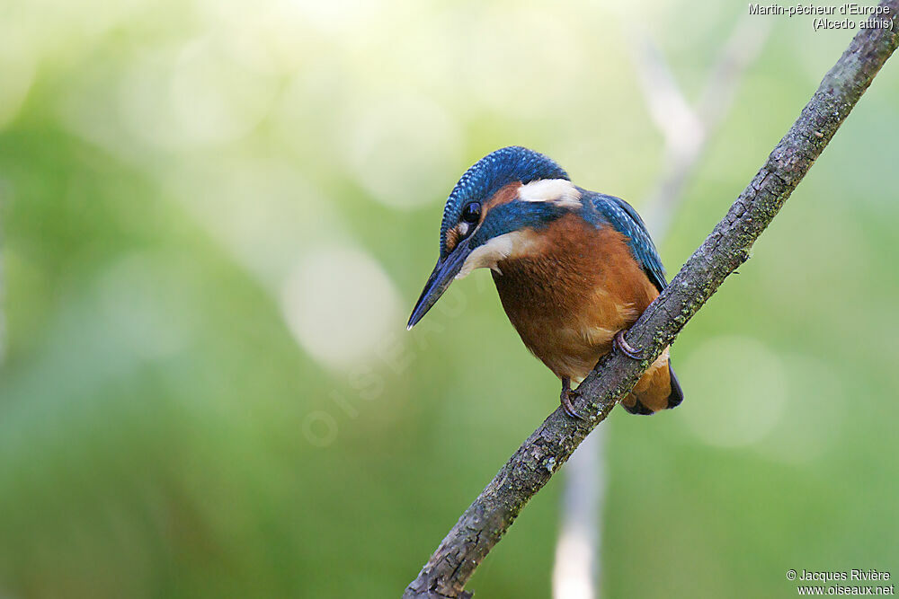 Common Kingfisher male immature, identification