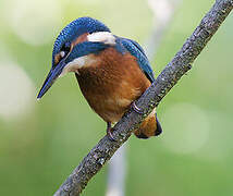 Common Kingfisher