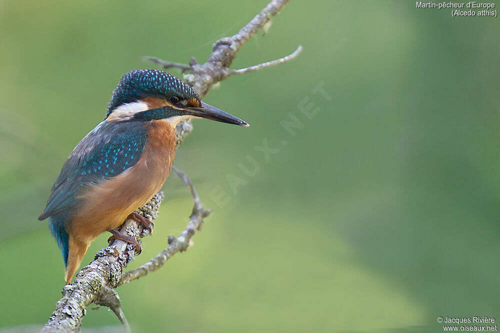 Martin-pêcheur d'Europe femelle immature, identification