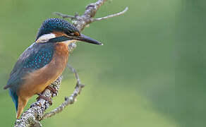 Common Kingfisher