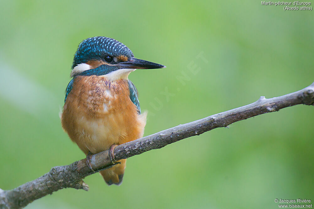 Common Kingfisher female immature, identification