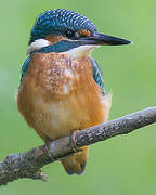 Common Kingfisher