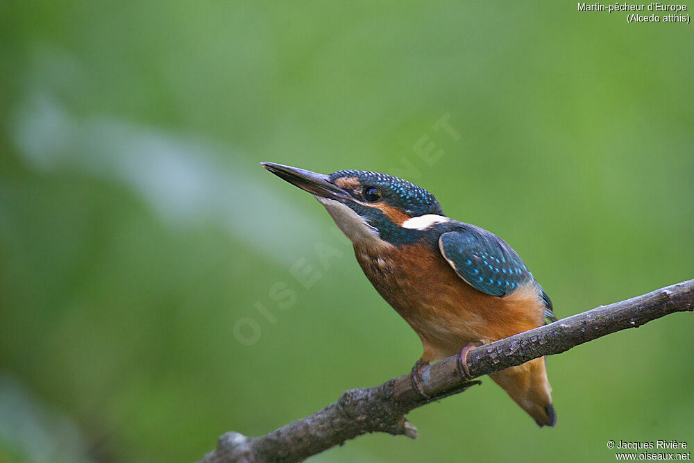 Martin-pêcheur d'Europe femelle immature