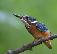 Common Kingfisher