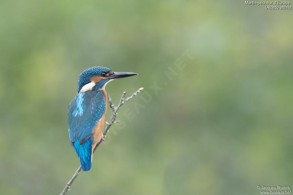 Martin-pêcheur d'Europe mâle adulte nuptial, identification