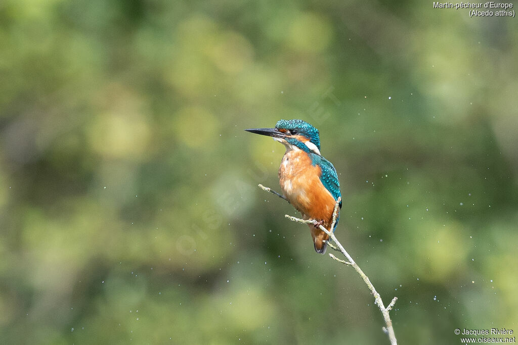 Martin-pêcheur d'Europe mâle adulte, identification
