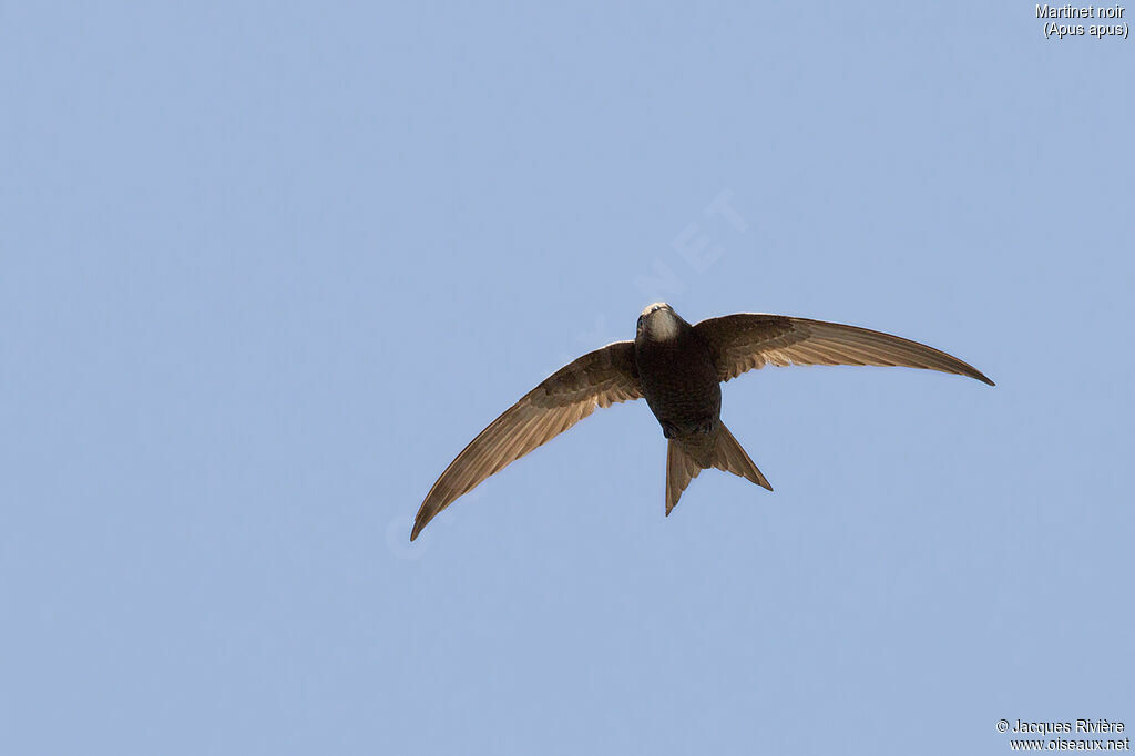 Common Swiftadult breeding, Flight