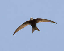 Common Swift