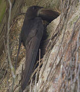 Common Swift