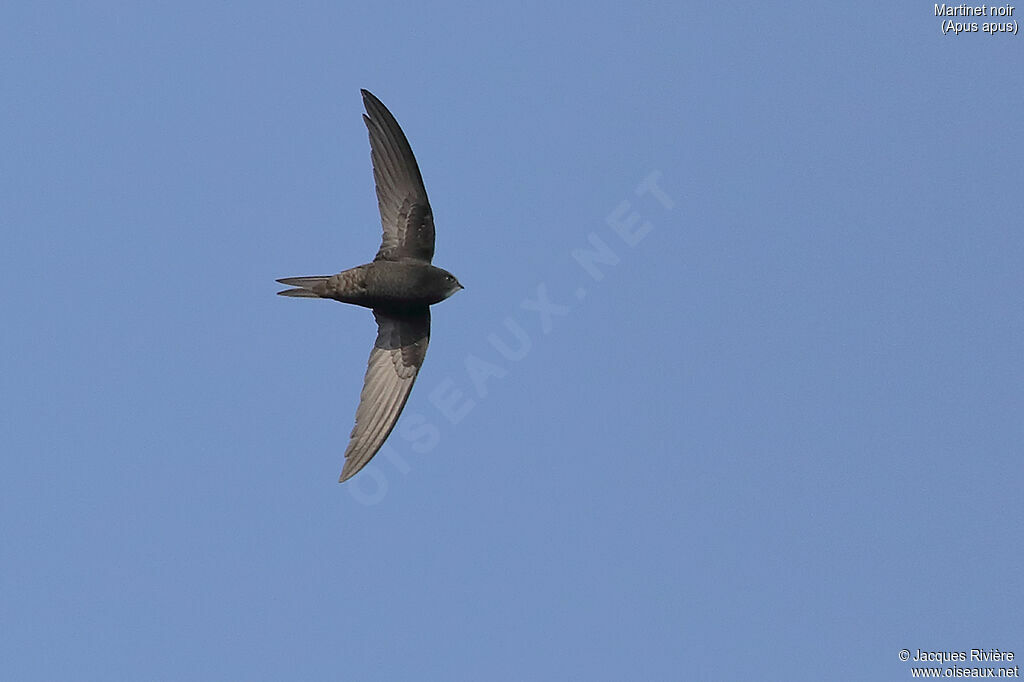 Common Swiftadult breeding, Flight