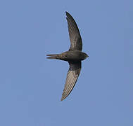 Common Swift