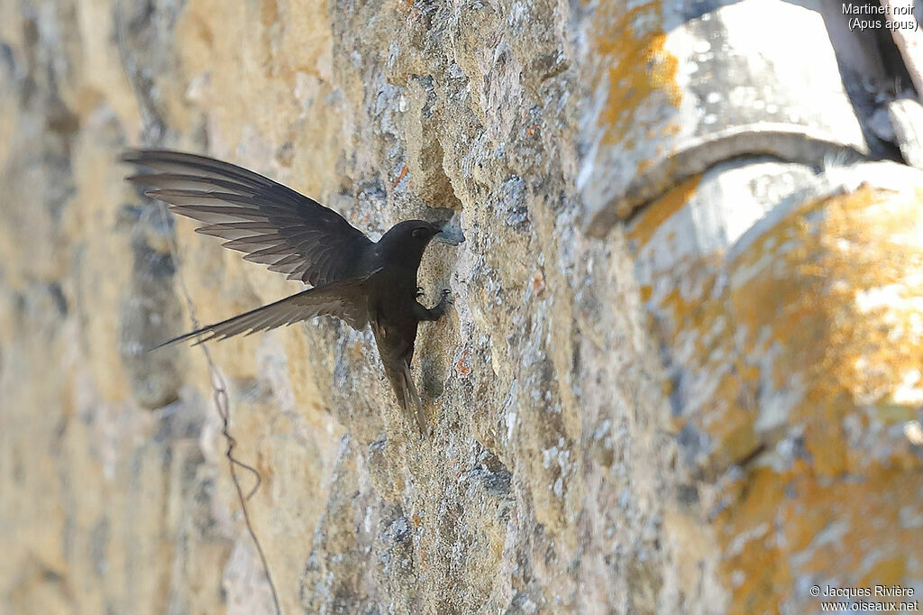 Common Swiftadult, identification