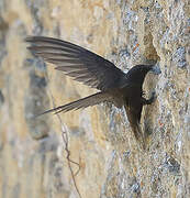 Common Swift