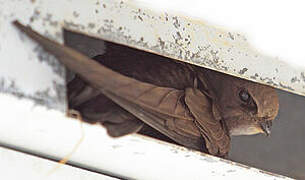 Common Swift