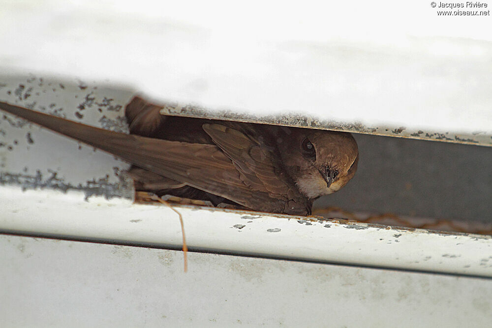 Common Swiftadult breeding, Reproduction-nesting