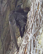 Common Swift