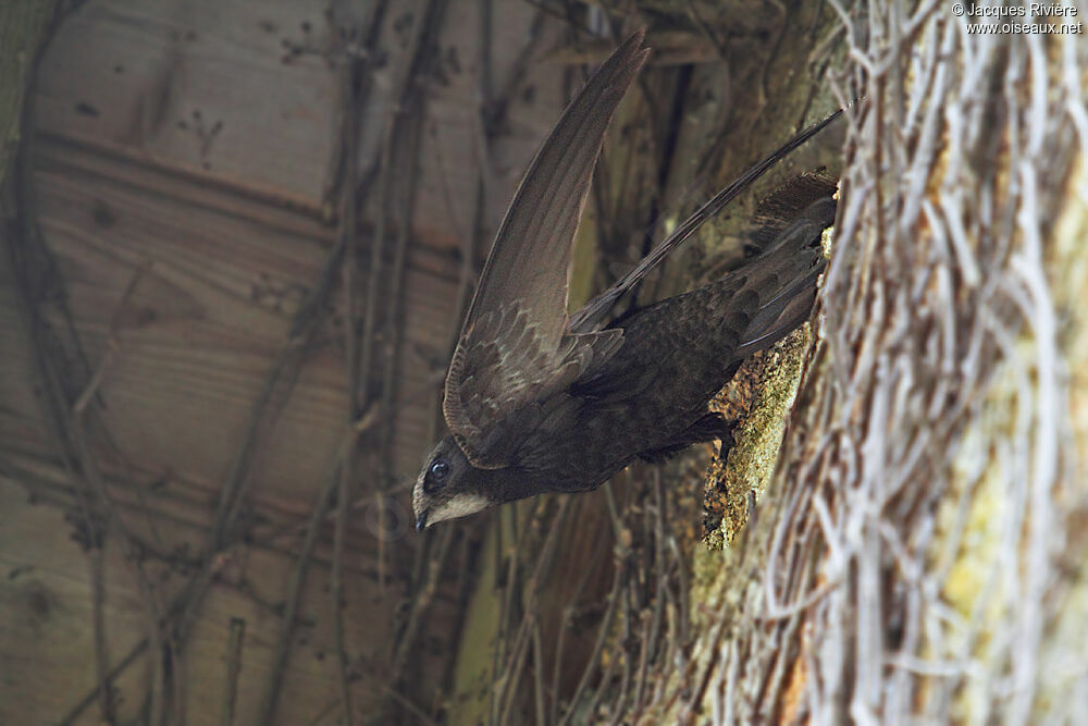 Common Swiftadult breeding, Reproduction-nesting