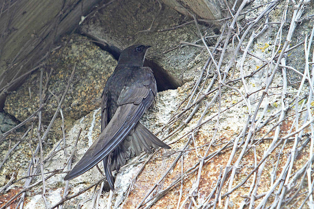 Common Swiftadult breeding, Reproduction-nesting