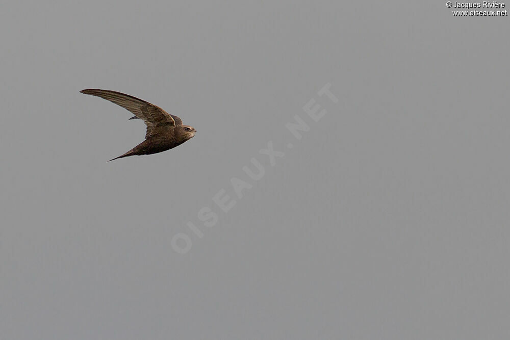 Common Swiftadult breeding, Flight