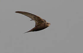 Common Swift