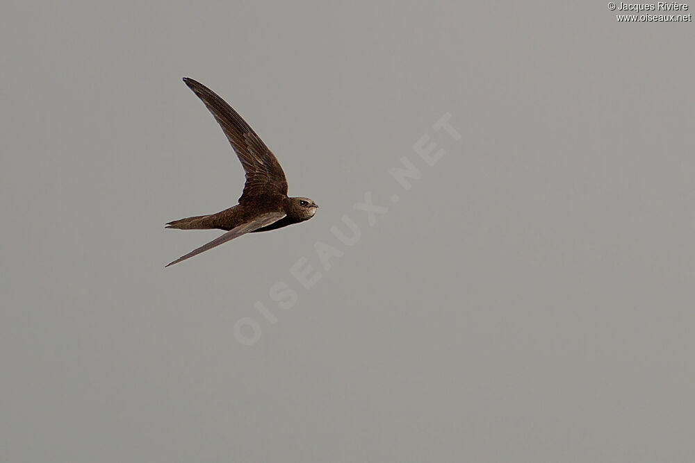 Common Swiftadult breeding, Flight