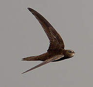 Common Swift