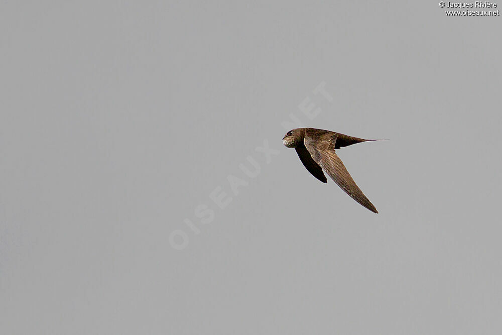 Common Swiftadult breeding, Flight