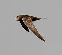 Common Swift