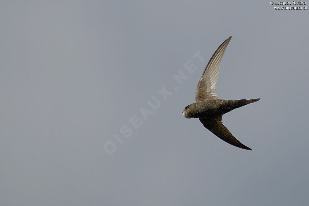 Common Swiftadult breeding, Flight
