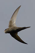 Common Swift