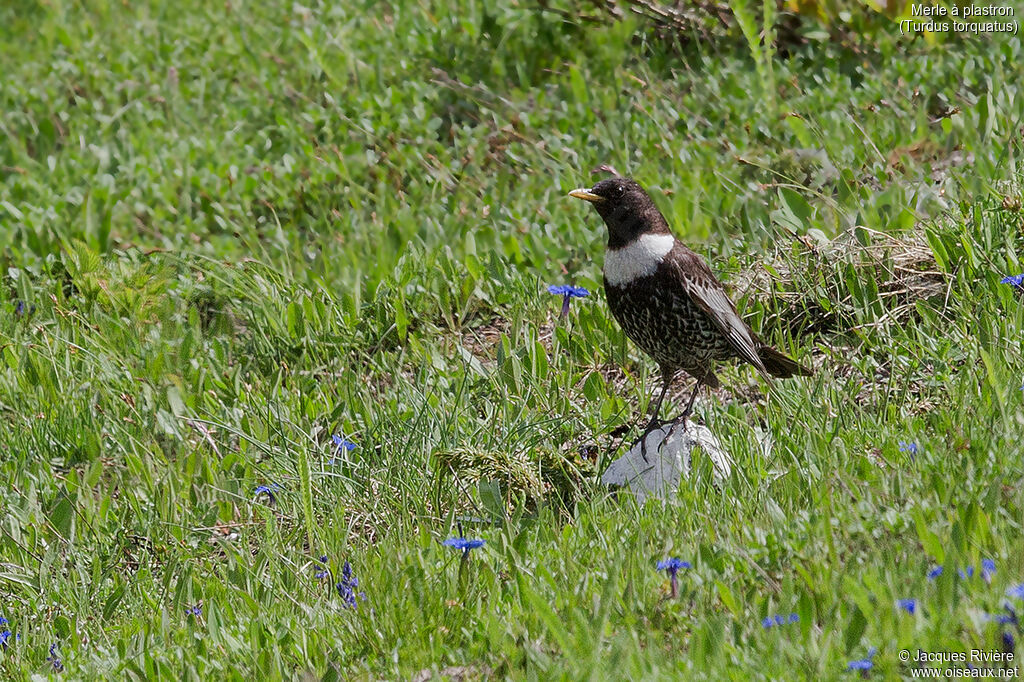 Ring Ouzel male adult breeding, identification