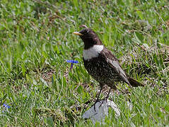 Ring Ouzel