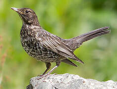 Ring Ouzel