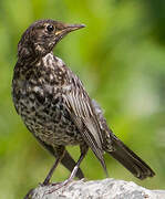 Ring Ouzel