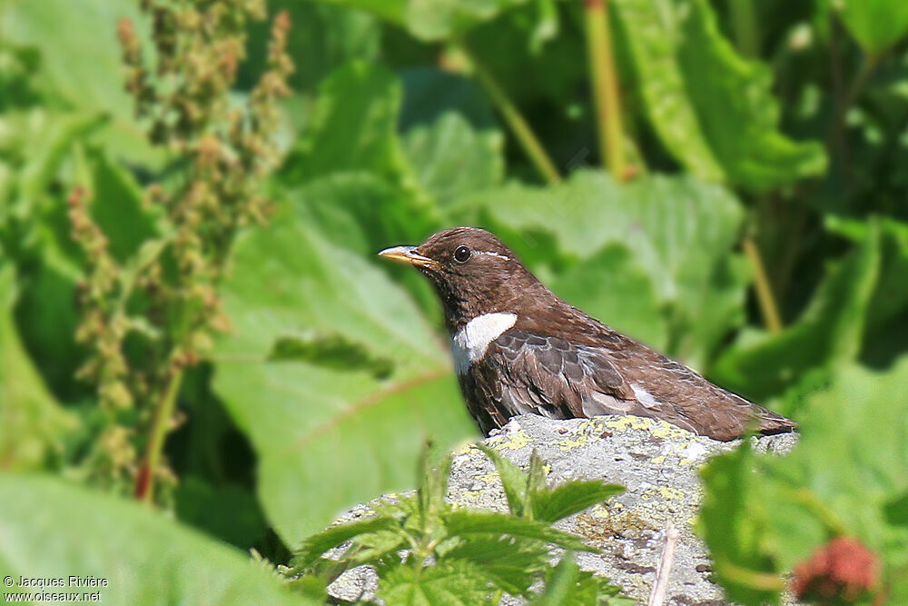 Ring Ouzel male adult breeding