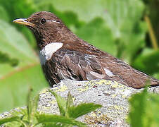 Ring Ouzel