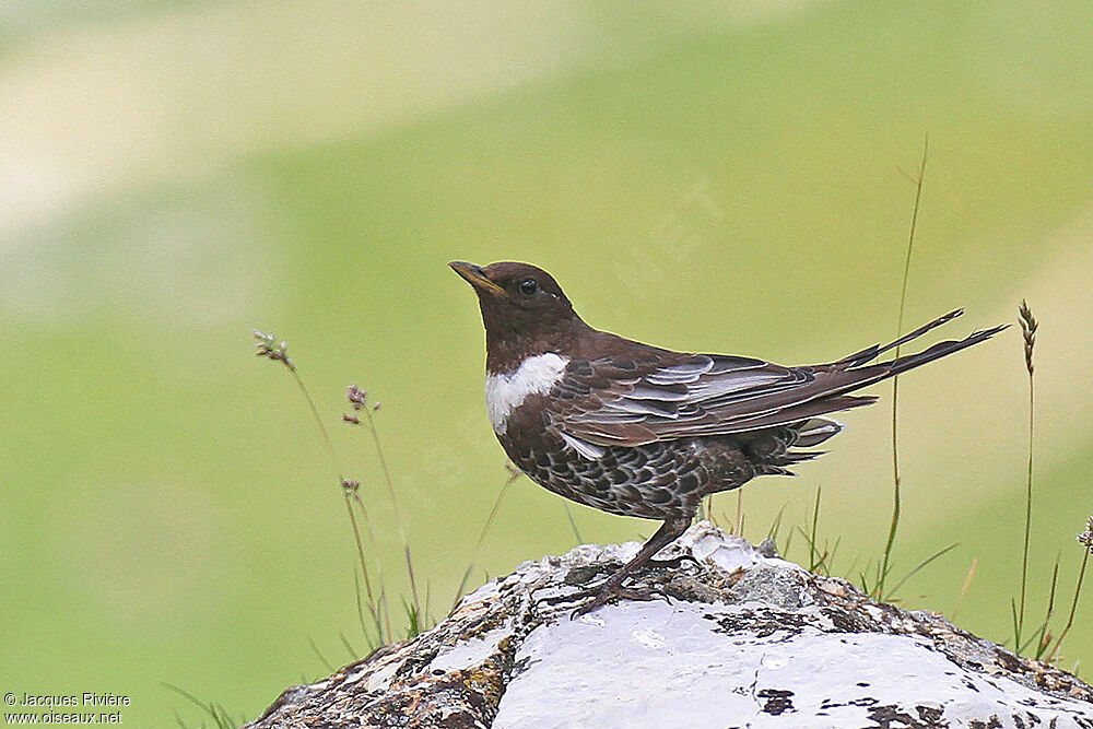 Ring Ouzel male adult breeding