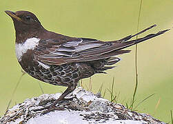 Ring Ouzel