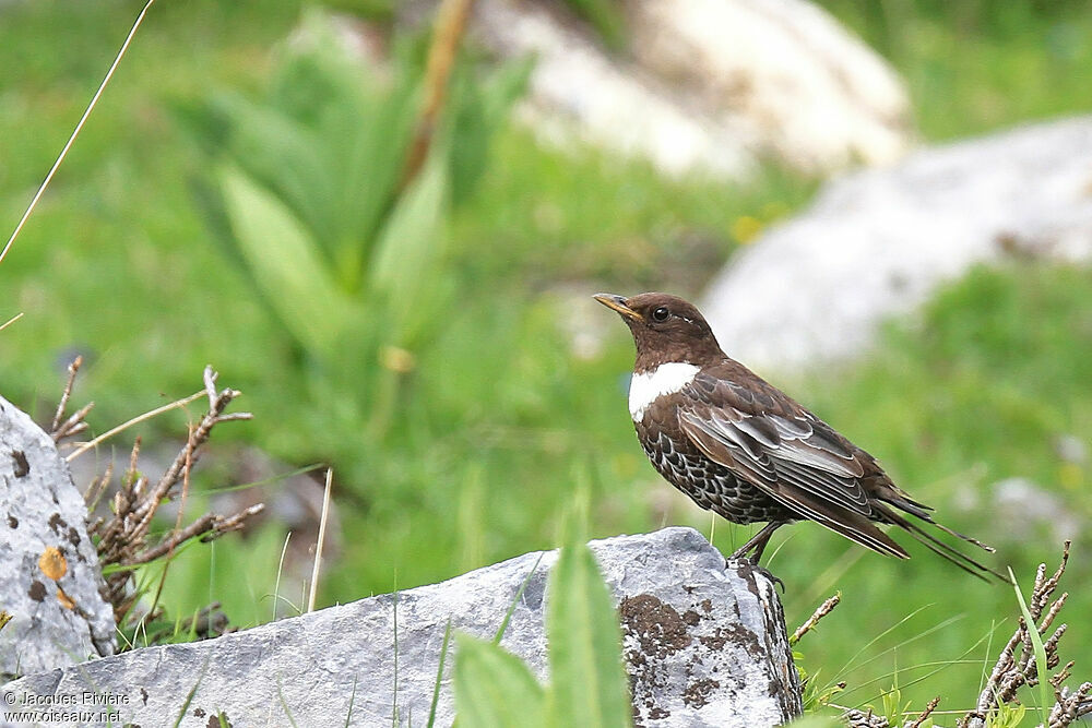 Ring Ouzel male adult breeding