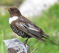 Ring Ouzel