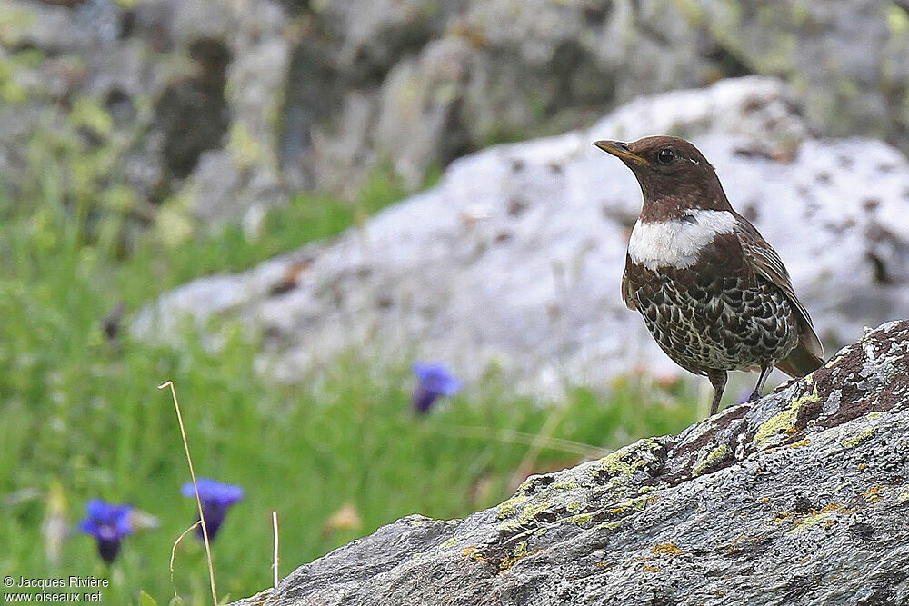 Ring Ouzel male adult breeding