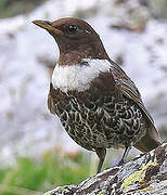 Ring Ouzel