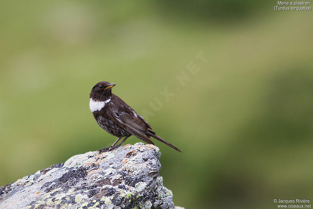 Ring Ouzel male adult breeding, identification