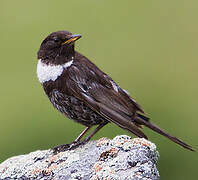 Ring Ouzel