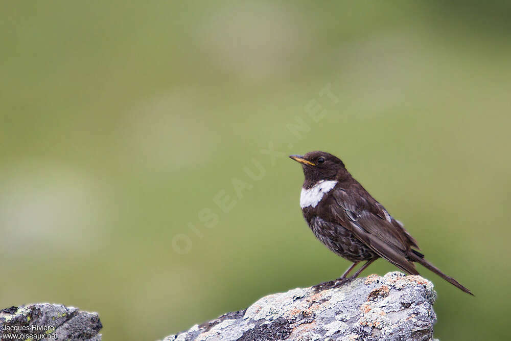 Ring Ouzel male adult breeding, identification